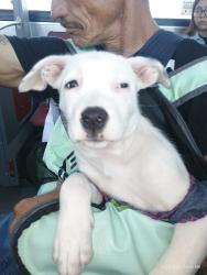 Lost Female Dog last seen OTAY MESA 92154, San Diego, CA 92154