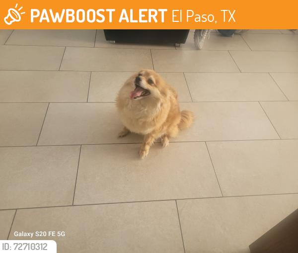 Found/Stray Female Dog last seen First Baptist, El Paso, TX 79902
