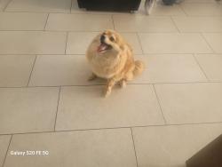 Found/Stray Female Dog last seen First Baptist, El Paso, TX 79902