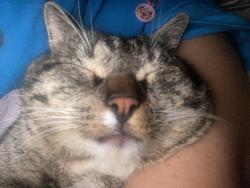 Lost Male Cat last seen Duell street 2nd street and soldano, Azusa, CA 91702