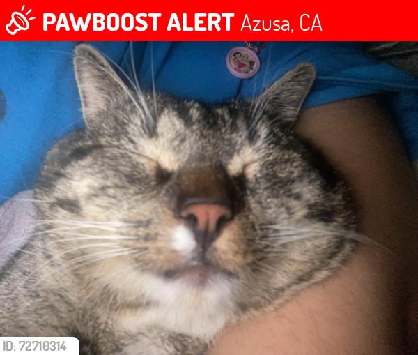 Lost Male Cat last seen Duell street 2nd street and soldano, Azusa, CA 91702
