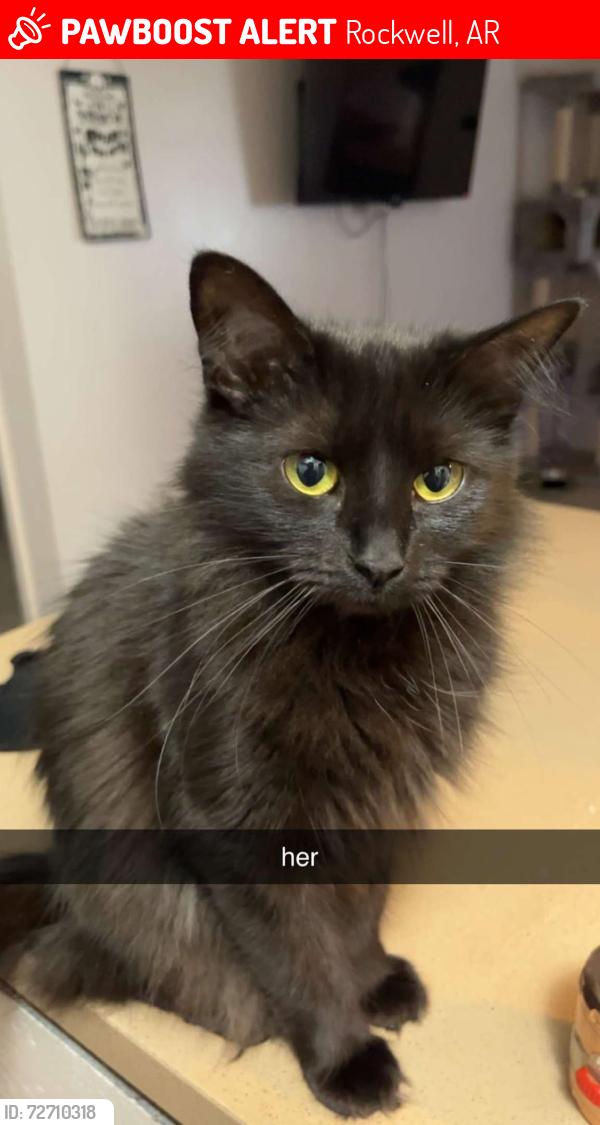 Lost Female Cat last seen neighborhood walmart on airport, Rockwell, AR 71913