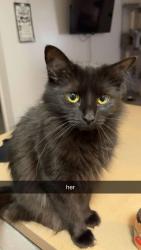 Lost Female Cat last seen neighborhood walmart on airport, Rockwell, AR 71913
