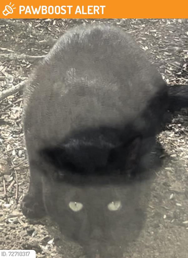 Found/Stray Unknown Cat last seen Opdyke Square Lake , Bloomfield Township, MI 48304