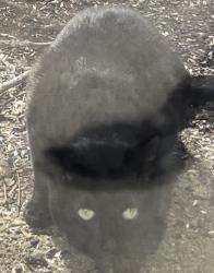Found/Stray Unknown Cat last seen Opdyke Square Lake , Bloomfield Township, MI 48304