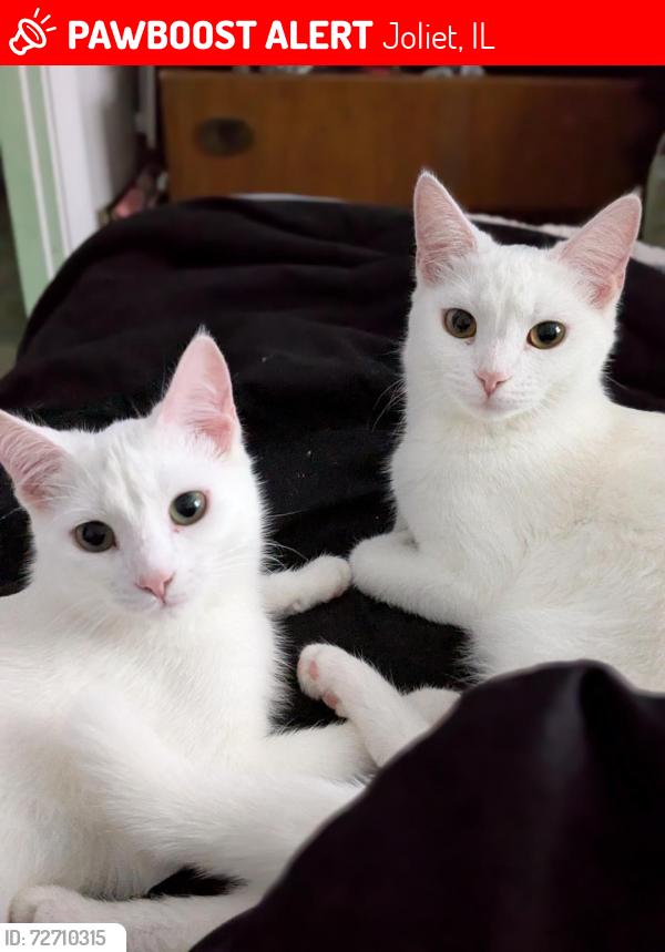 Lost Female Cat last seen Neighborhood by Don Baraton Tire Shop, Joliet, IL 60432