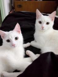 Lost Female Cat last seen Neighborhood by Don Baraton Tire Shop, Joliet, IL 60432
