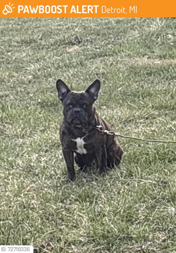 Found/Stray Male Dog last seen Harper and whitter , Detroit, MI 48224