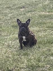 Found/Stray Male Dog last seen Harper and whitter , Detroit, MI 48224
