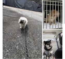 Found/Stray Unknown Dog last seen Gary Animal Control, Gary, IN 46402