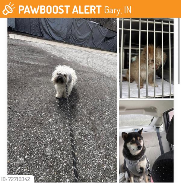 Found/Stray Unknown Dog last seen Gary Animal Control, Gary, IN 46402