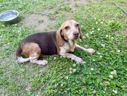 Found/Stray Female Dog last seen HWY 440, Tangipahoa Parish, LA 70444