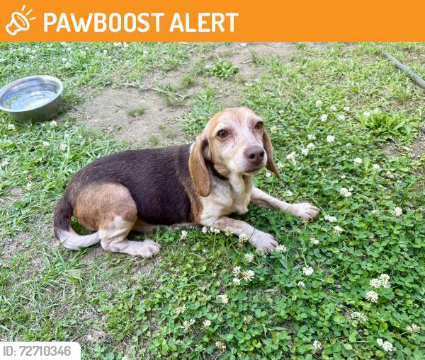 Found/Stray Female Dog last seen HWY 440, Tangipahoa Parish, LA 70444