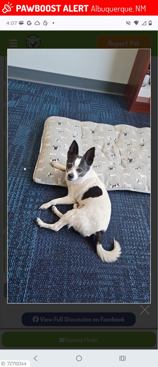 Lost Male Dog last seen UNMH, Albuquerque, NM 87106