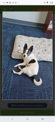 Lost Male Dog last seen UNMH, Albuquerque, NM 87106