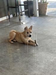 Found/Stray Female Dog last seen Bolsa and ward by factory tea bar , Westminster, CA 92683