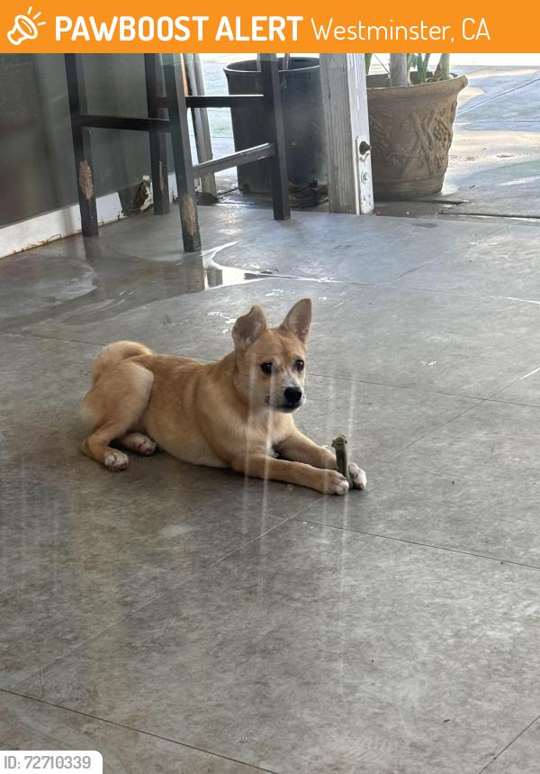 Found/Stray Female Dog last seen Bolsa and ward by factory tea bar , Westminster, CA 92683