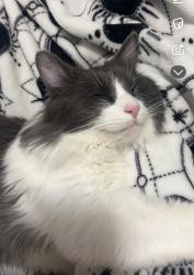 Lost Female Cat last seen senior high/heights area, Billings, MT 59105
