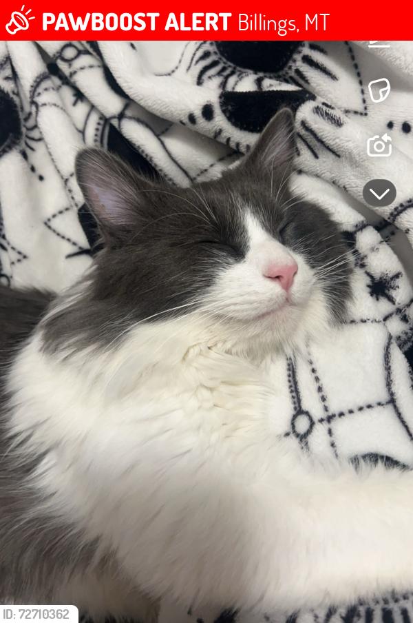 Lost Female Cat last seen senior high/heights area, Billings, MT 59105