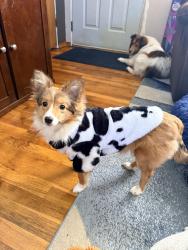 Lost Female Dog last seen Addison.  Holy family hosp, Spokane, WA 99208