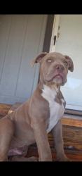 Lost Male Dog last seen Litting rd, Elgin, TX 78621