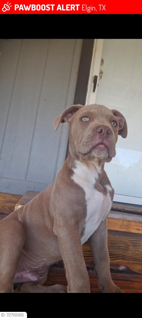 Lost Male Dog last seen Litting rd, Elgin, TX 78621