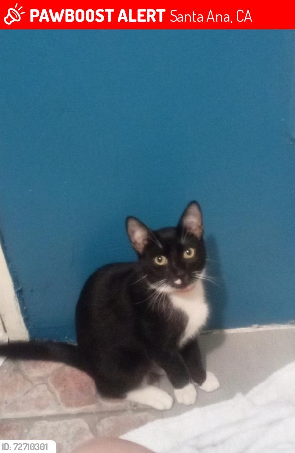 Lost Male Cat last seen Sunland motel, Santa Ana, CA 92705