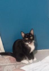 Lost Male Cat last seen Sunland motel, Santa Ana, CA 92705
