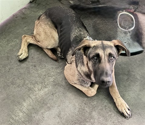 Shelter Stray Female Dog last seen , Los Angeles, CA 90047