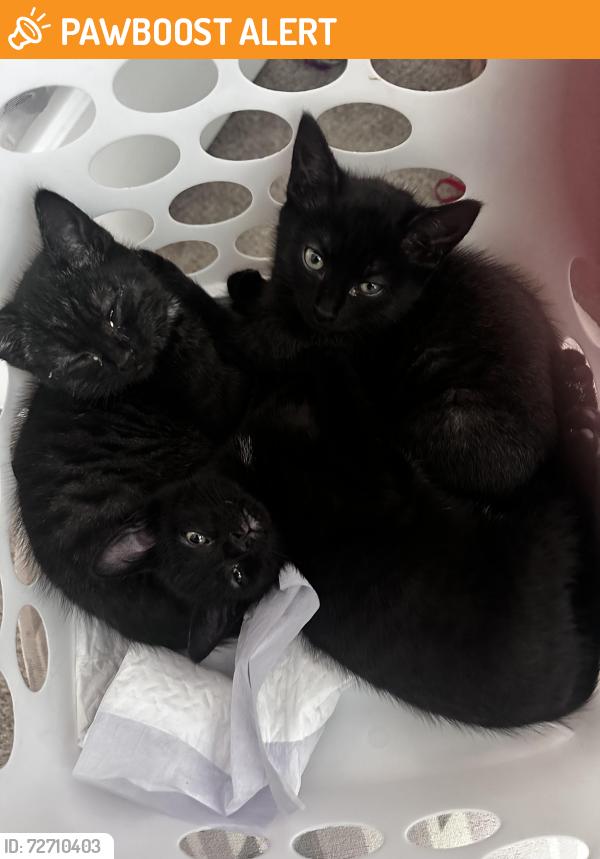Found/Stray Female Cat last seen By apmts, Greenville County, SC 29680