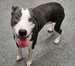 Shelter Stray Male Dog last seen , Los Angeles, CA 90031