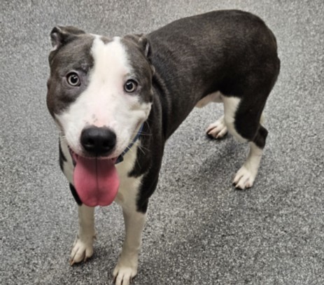Shelter Stray Male Dog last seen , Los Angeles, CA 90031