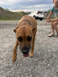Found/Stray Female Dog last seen Near the park, Jonesville, NC 28642
