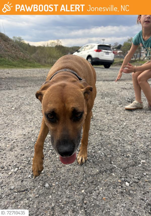 Found/Stray Female Dog last seen Near the park, Jonesville, NC 28642