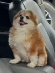 Lost Female Dog last seen BOBBYS WAY BEHIND 7-11 Fishersville,Va, Staunton, VA 24401