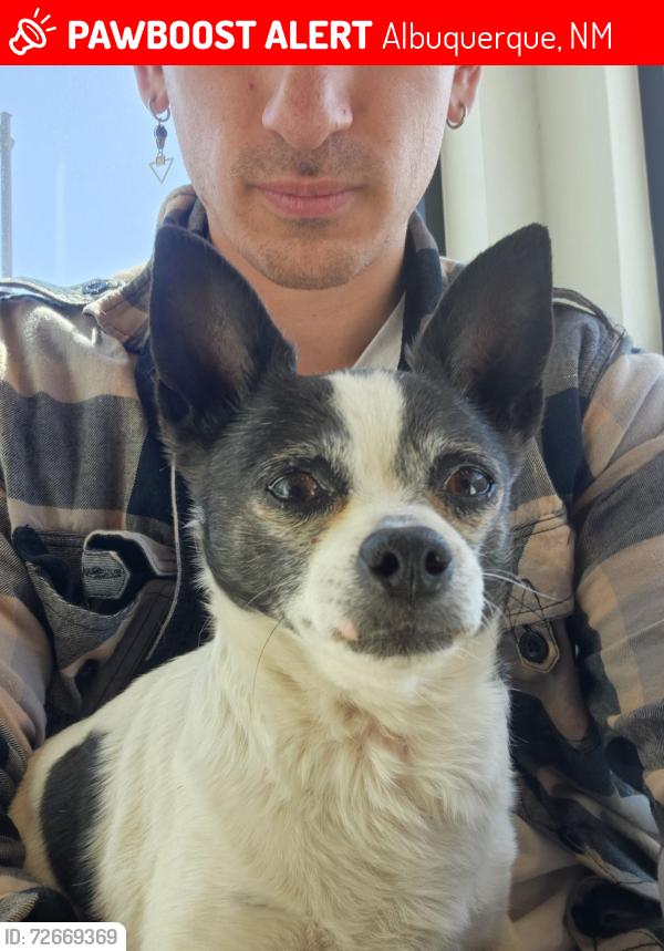 Lost Male Dog last seen UNMH, Albuquerque, NM 87108