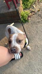 Found/Stray Male Dog last seen Near Shaw Rd , Fayetteville, NC 28311
