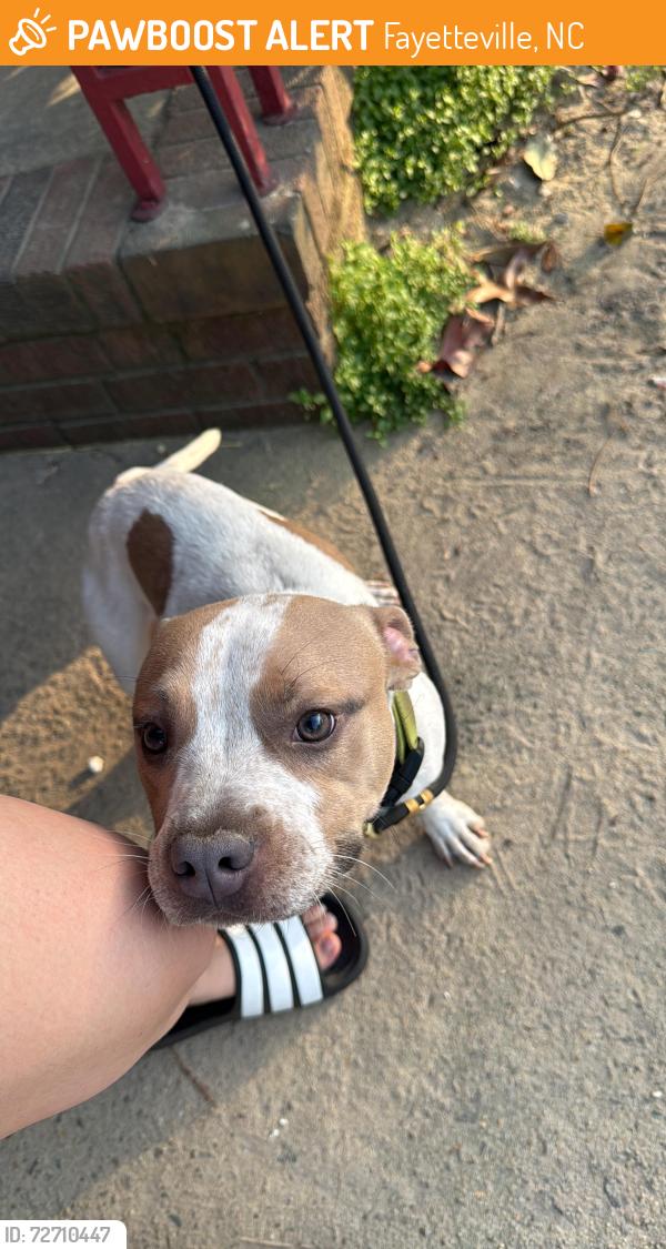Found/Stray Male Dog last seen Near Shaw Rd , Fayetteville, NC 28311
