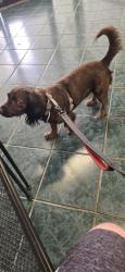Lost Female Dog last seen Fruitvale, Oakland, CA 94601