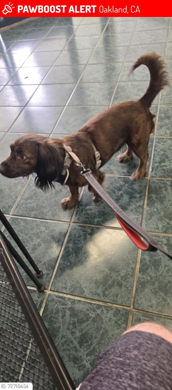 Lost Female Dog last seen Fruitvale, Oakland, CA 94601