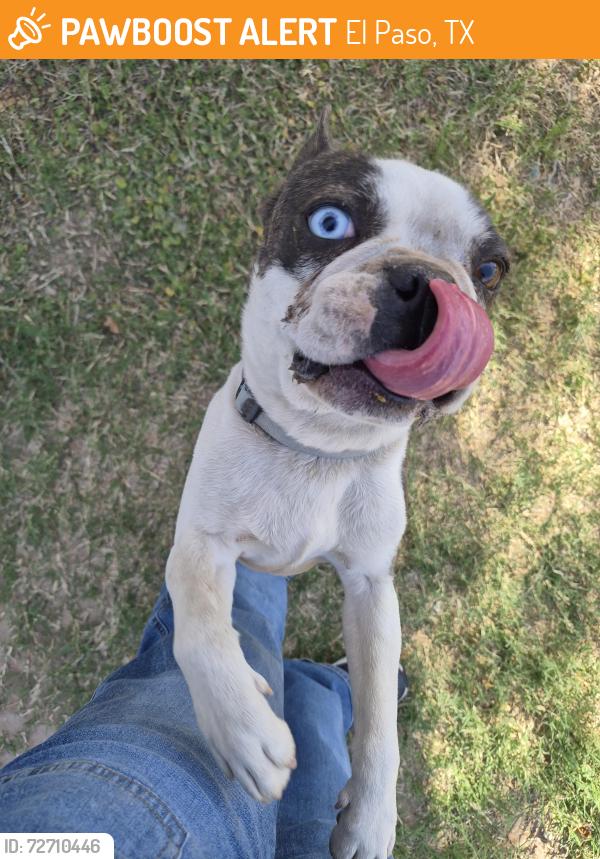 Found/Stray Male Dog last seen Edith, El Paso, TX 79915