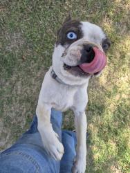 Found/Stray Male Dog last seen Edith, El Paso, TX 79915