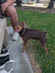 Found/Stray Male Dog last seen Metcalf Park, San Jose, CA 95138