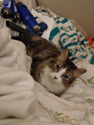 Lost Female Cat last seen McKnight rd, Saint Paul, MN 55119