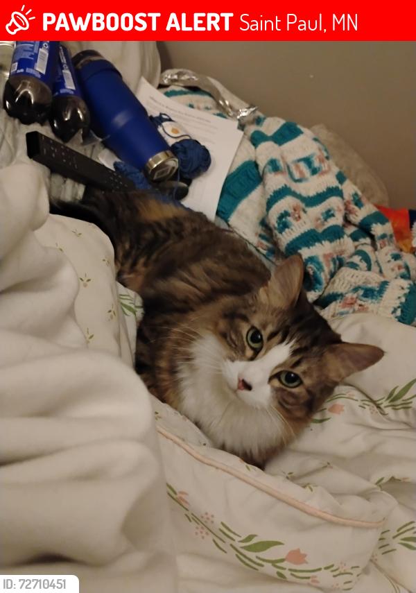 Lost Female Cat last seen McKnight rd, Saint Paul, MN 55119