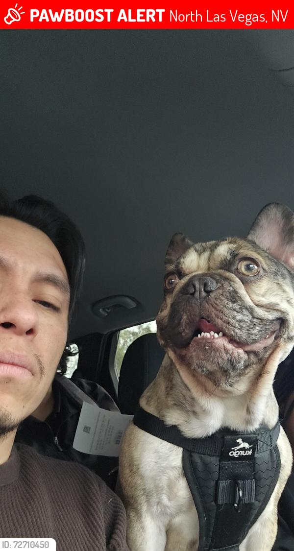 Lost Male Dog last seen Lone mountain and simmons, North Las Vegas, NV 89032