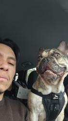Lost Male Dog last seen Lone mountain and simmons, North Las Vegas, NV 89032
