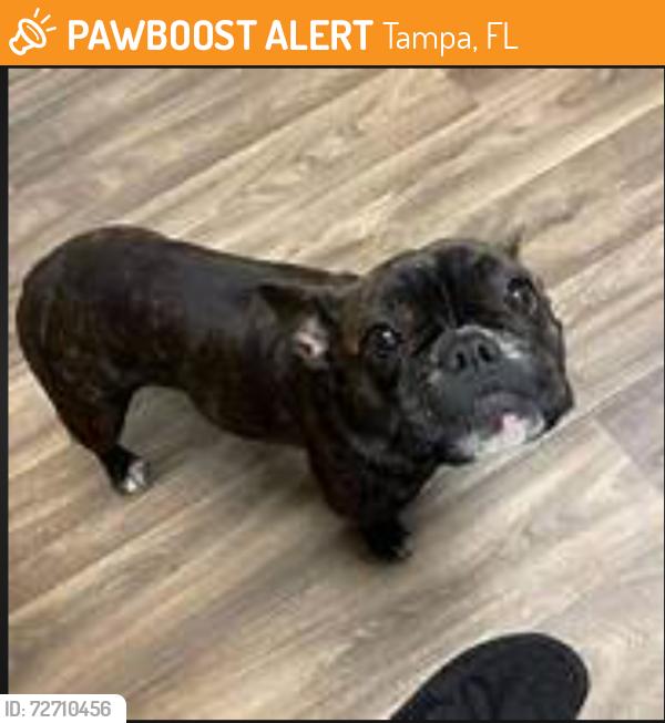 Found/Stray Male Dog last seen north tampa street, Tampa, FL 33602