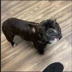 Found/Stray Male Dog last seen north tampa street, Tampa, FL 33602