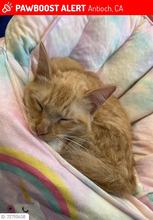 Lost Female Cat last seen Almondridge park , Antioch, CA 94509